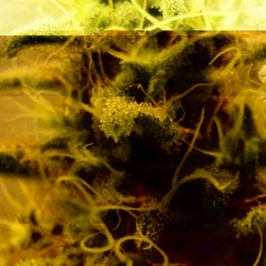 Fokus - CHTHC (Blisco Fix) Paktofonika tribute