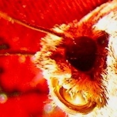 Beck: truck-drivin' neighbors downstairs cover by Foyl