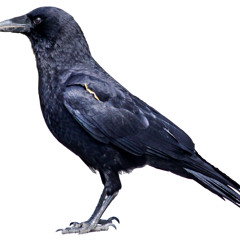 CRO - Mish Ft. Danja & Gravity (gravity Production)