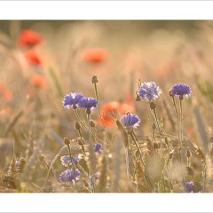 Dear Marie - John Mayer (Cover)