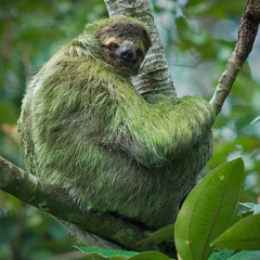The Sloth-Like Sloths