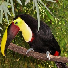 Tucan
