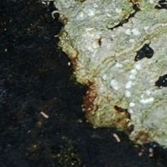 Danforth Hill and Gabriel DeLayne - Feliciano