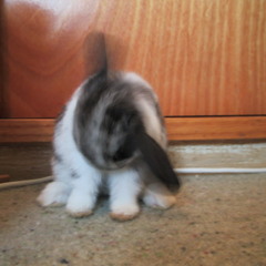 Thumper