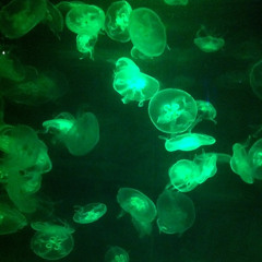 'Pandora' - Kat Alano + Shiva collaboration (feat. Marshall White and Boomy)