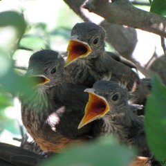 7 Aves [165 BPMs]