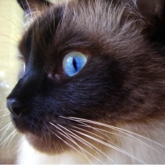 Olhos De Gato (Cat Eyes) - Coursera Week 5 Assignment