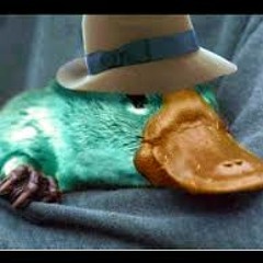 Ornitorrinco Desaparecido Hace 3 Días