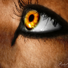 Xavier Rudd- Lioness Eye  (BujaTakaMuza Remix)