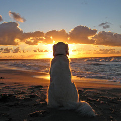 David Ferrada - In the Sunset(Original Mix)