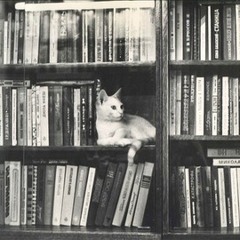 bang bang + a party never killed nobody mashup remix