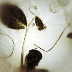 Captress (Original Mix)