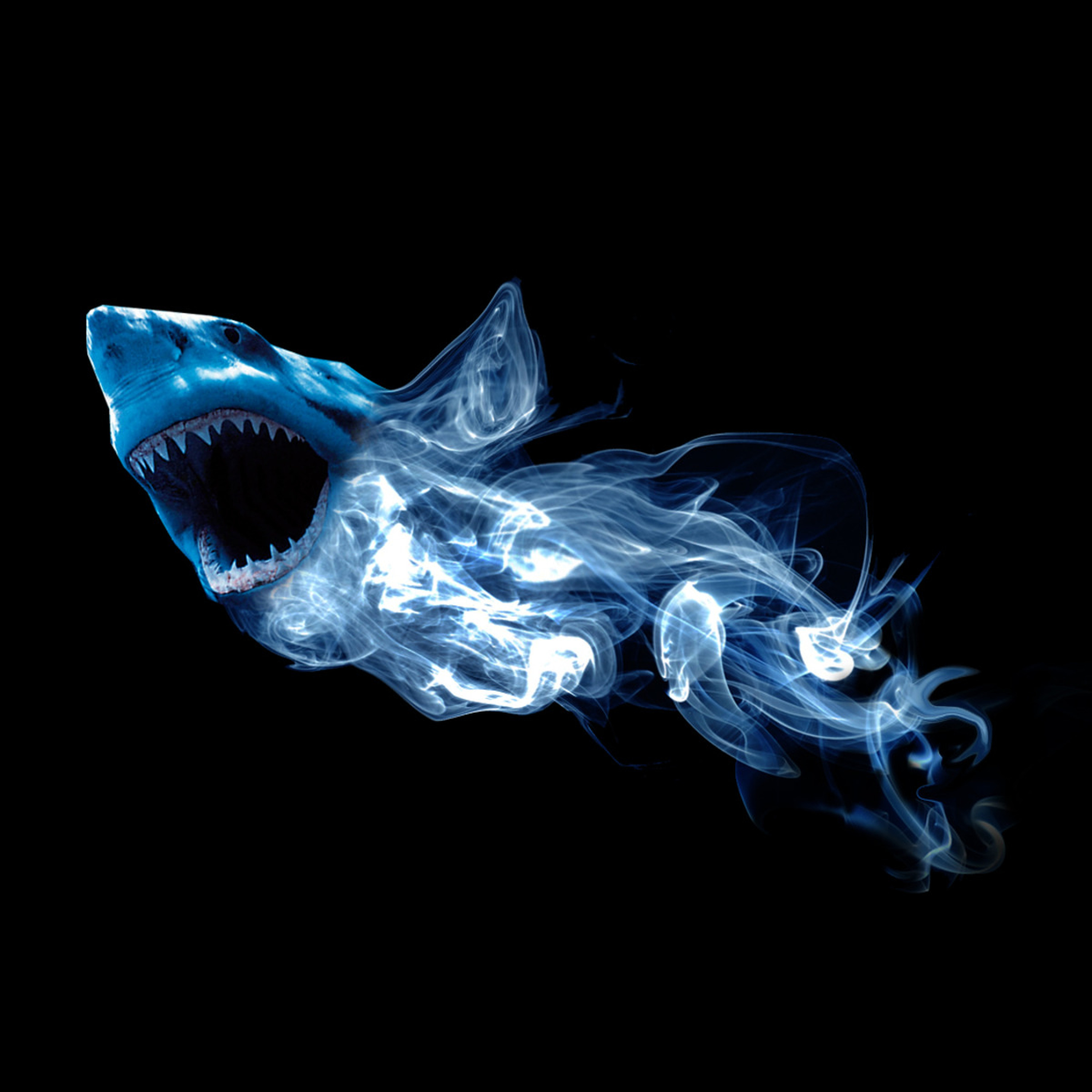 Shark episode artwork