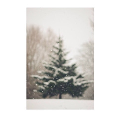 Snowfall - Rismaandanimu