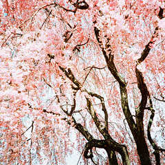 kyoukai no kanata op. -male ver.