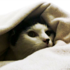 Death of a Cat (An instrumental dedication)