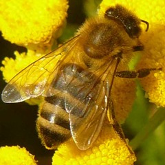 Reggae Wo Zuesticht (Arem Remix)