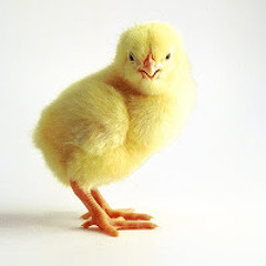 Anak Ayam