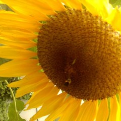 Words and silences with friends