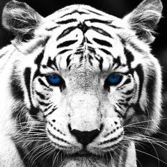 Tom Telffair @ In Deep We Trust