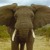 Artwork for Elephant Talk
