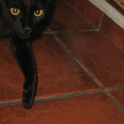 Stream No Cats Allowed Outside? by Jay Qsamo Listen online for free