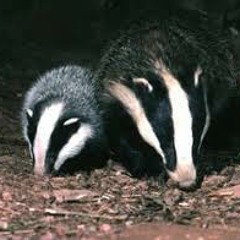 The Badgers~With Mitzy