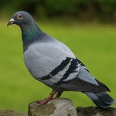 Pigeon Funk (party people) Flying Rat Remix