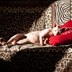 Cocoon Kills x Catalin - You Needn't Worry Now (prod. Illusionist)