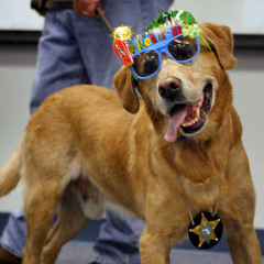 BOLT -DOGS ON DOPE (Free Download)