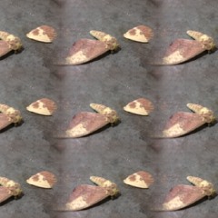 The Size of The Moon