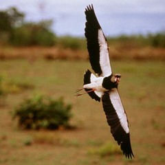 Dj K - World Ft Sabin Rai - Timi Batai Suru