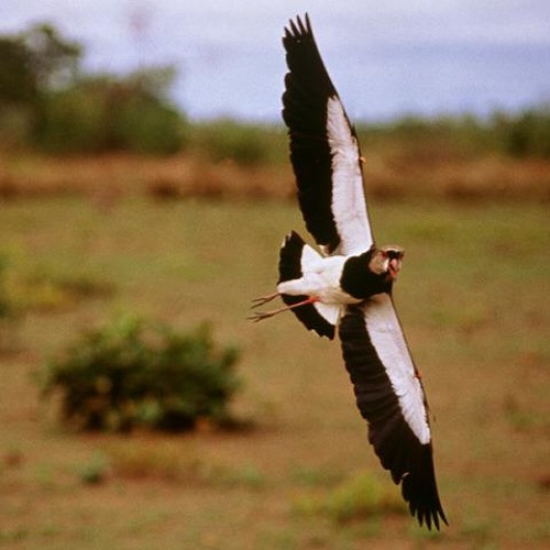 Dj K - World Ft Sabin Rai - Timi Batai Suru