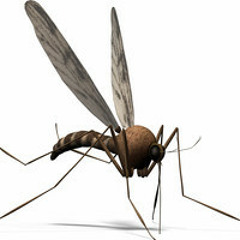 Perfect stranger - A mosquito bit my leg (Avishay Lahav Remix)