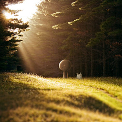 Catching Flies – Sunrays