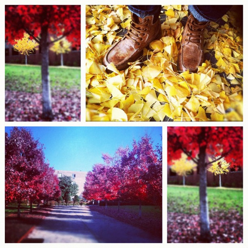 Autumn|Snippet