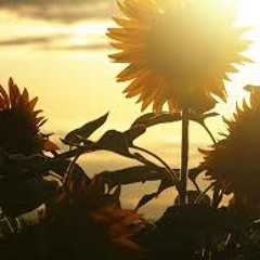 Sunflowerless