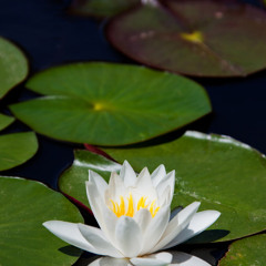 When You Contemplate the Waters, for chamber orchestra (2013)