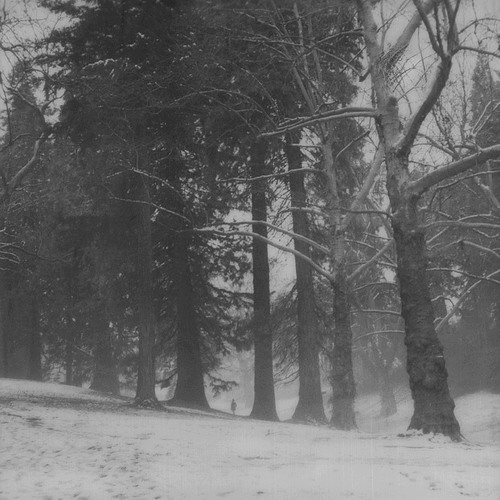 Thy light : No Morrow Shall Dawn