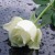 Artwork for Una Rosa para tí