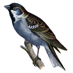 All Through The Night Score