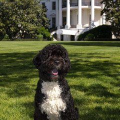 Our First Dog - Written by Todd Burge & Tim O'Brien for The Presidential Dog
