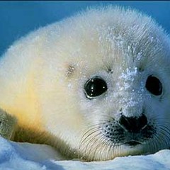 Harp Seal Sad