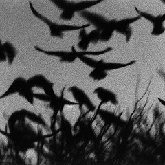 Crows are watching you