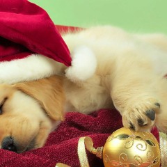 HOW HOW House( William Teotônio & Project Saxotronic)