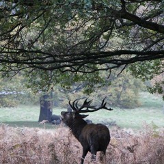 MATTINKORE B2B FOCUS -THE ROAW SEASON