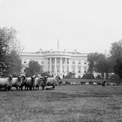 Dispatch The Troops And Make Damn Sure They're All Strapped With Wool Shears, Reverend