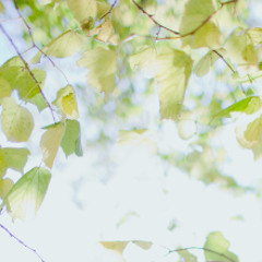 Autumn Leaves