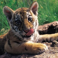 Salsa Felino Discplay (Dj Luis)