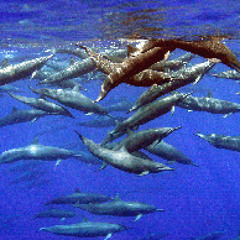 Costa Rica Spinner Dolphin